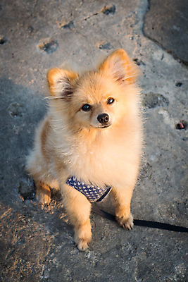 포토 JPG 해외이미지 백그라운드 장난 털 서기 사람없음 장난감 흰색 개 강아지 작음 무릎 부드러움 솜털 송곳니 인기 포메라니안 해외포토 컬러 포유류 모션 신체부위 반려동물 감각 치아 크기 파일형식 이미지허브