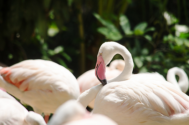 포토 JPG 해외이미지 동물 공원 호수 야생동물 분홍색 아프리카 자연 조류 생물 풍경 사람없음 야외 목재 빨간색 초록색 물 여름 강 컬러풀 뷰티 연못 그룹 황무지 숲 열대우림 플라밍고 깃털 부리 새장 서식지 남쪽 내추럴 이국적 많음 해외포토 자연요소 나무 계절 공공시설 나라 컬러 컨셉 재료 방향 생태계 케이지 파일형식 이미지허브