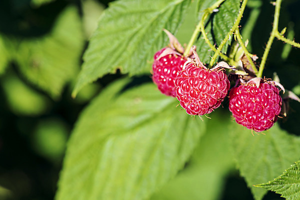 포토 JPG 해외이미지 식물 계절 열매 음료 음식 백그라운드 잎 농업 과일 재료 자연 디저트 건강 사람없음 빨간색 초록색 뷰티 정원 침묵 활발 수확 나뭇가지 신선 달콤 큼 자르기 먹기 오브젝트 싱글 유기농 날것 산딸기 고립 숙성 채식주의자 해외포토 나무 웰빙 산업 컬러 컨셉 모션 소리 맛 크기 생태계 채식 파일형식 이미지허브