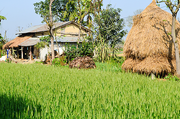 포토 JPG 해외이미지 식물 음식 여행 잎 밭 농업 곡선 자연 밥 산 동양인 풍경 사람없음 초록색 농장 환경 계곡 흙 성장 상품 땅 원예 경영 땅바닥 미얀마 생태학 해외포토 교육 산업 아시아 선 컬러 비즈니스 바닥 인종 취미 생태계 파일형식 이미지허브