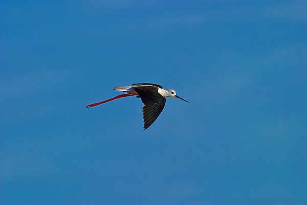 포토 JPG 해외이미지 동물 야생동물 날개 자연 조류 사람없음 야외 물 환경 검은색 흰색 작음 깃털 부리 서식지 내추럴 해외포토 자연요소 컬러 크기 생태계 파일형식 이미지허브