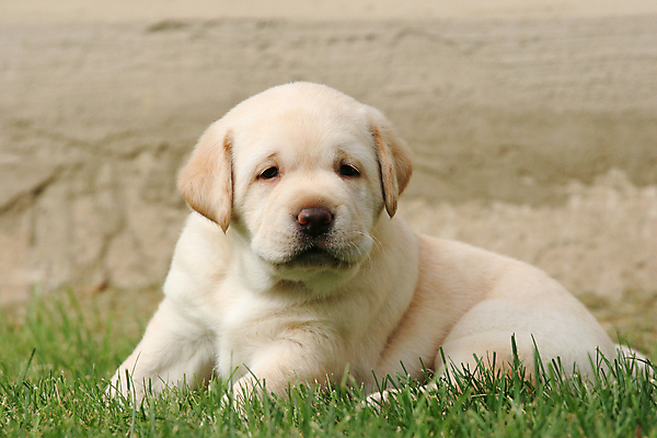 포토 JPG 해외이미지 응시 공원 행복 어린이 공 놀이 사람없음 초록색 빛 반려동물 태양 노란색 귀여움 검은색 기쁨 개 리트리버 달콤 강아지 숲 래브라도리트리버 창백 기르기 유래 해외포토 자연요소 동물 시선 공공시설 감정 컬러 컨셉 포유류 사람 맛 돌봄 파일형식 이미지허브