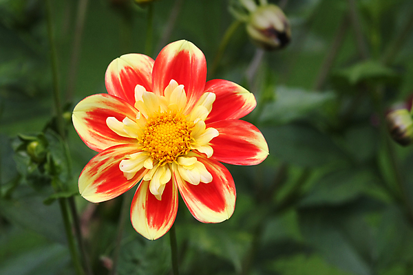 포토 JPG 해외이미지 식물 꽃잎 꽃 행복 백그라운드 꽃무늬 자연 해바라기 따뜻함 건강 사람없음 빨간색 초록색 빛 컬러풀 햇빛 태양 뷰티 노란색 정원 맑음 봄 활발 벚꽃 신선 개화 황금 유기농 원예 빛망울 내추럴 해외포토 자연요소 웰빙 계절 감정 컬러 컨셉 무늬 날씨 취미 생태계 파일형식 이미지허브