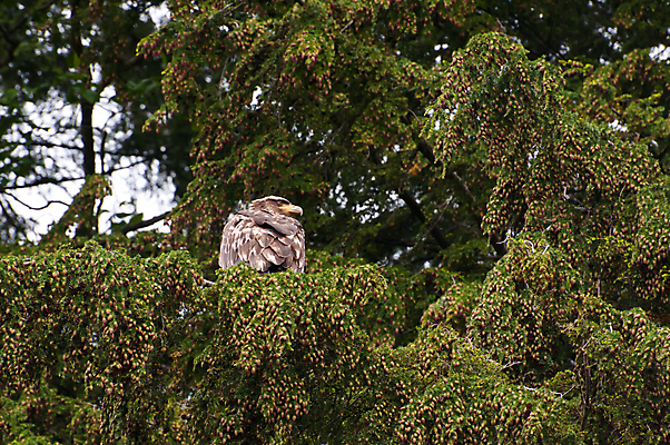 포토 JPG 해외이미지 나무 동물 청소년 자연 조류 휴식 앉기 사람없음 갈색 머리 식사 흰색 잡기 독수리 대머리 알래스카 고립 해외포토 식물 헤어스타일 컬러 컨셉 모션 사람 신체부위 미국 생태계 파일형식 이미지허브