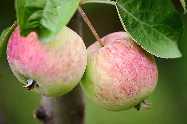 포토 JPG 해외이미지 나무 식물 자연 사람없음 야외 빨간색 정원 수확 나뭇가지 달콤 사과 그림 숙성 맛있는 해외포토 컬러 농업 과일 맛 생태계 파일형식 이미지허브