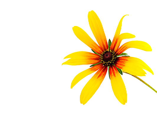 포토 JPG 해외이미지 식물 계절 꽃잎 꽃 줄기 꽃다발 잎 꽃무늬 자연 사람없음 장식 컬러풀 뷰티 노란색 머리 정원 봄 성장 벚꽃 흰색 신선 싱글 유기농 데이지 심플 부드러움 거베라 고립 엘리먼트 해외포토 웰빙 컬러 무늬 신체부위 감각 생태계 파일형식 이미지허브