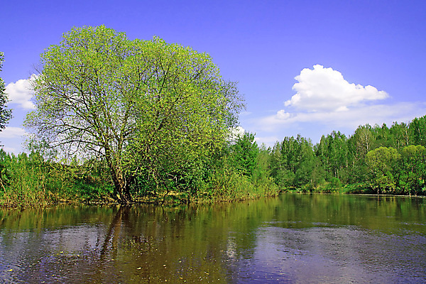 포토 JPG 해외이미지 나무 식물 계절 모래 파도 백그라운드 밭 자연 날씨 잔디 사람없음 야외 초록색 물 파란색 농작물 강 햇빛 뷰티 반사 갈색 환경 침묵 봄 자유 시골 보호 숲 허브 언덕 지역 천국 솜털 무한 웅장함 평야 수평선 완전 해외포토 자연요소 바다 컬러 컨셉 농업 태양 소리 생태계 파일형식 이미지허브