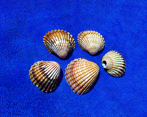 포토 JPG 해외이미지 바다 조개 사람없음 파란색 수건 컬러풀 껍질 싱크대 더블 해외포토 컬러 어패류 위생용품 개수대 파일형식 이미지허브