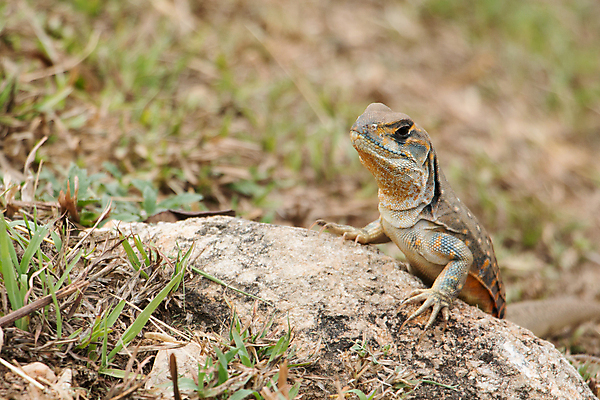 포토 JPG 해외이미지 동물 야생동물 신체 파충류 자연 생물 종류 사람없음 야외 반려동물 컬러풀 갈색 환경 용 피부 눈금 도마뱀 육식동물 동물상 해외포토 컬러 신체부위 조형물 생태계 파일형식 이미지허브