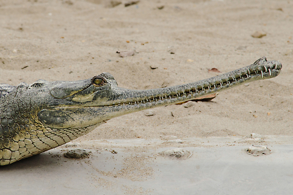 포토 JPG 해외이미지 동물 호수 야생동물 백그라운드 파충류 자연 사람없음 물 강 머리 힘 흰색 입 거친 호주 치아 위험 사파리 피부 사냥 육식동물 악어 사냥꾼 공격적 힘찬 해외포토 자연요소 직업 컬러 컨셉 신체부위 소화기관 오세아니아 생태계 파일형식 이미지허브