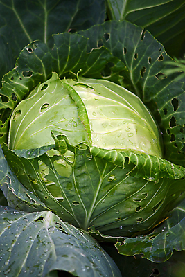 포토 JPG 해외이미지 식물 음식 잎 채소 자연 사람없음 초록색 농작물 신선 순수 묘사 양배추 생태학 숙성 해외포토 교육 컬러 컨셉 농업 생태계 파일형식 이미지허브