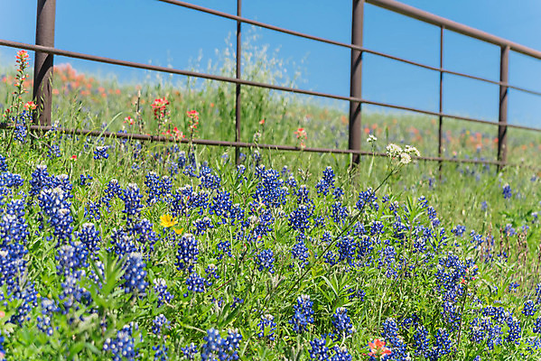 포토 JPG 해외이미지 주간 봄꽃 자연 사람없음 야외 울타리 봄 해외포토 자연요소 계절 꽃 담장 생태계 파일형식 이미지허브