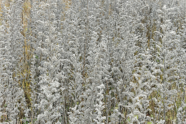 포토 JPG 해외이미지 식물 계절 꽃 줄기 백그라운드 잎 겨울 패턴 밭 자연 바람 추상 건조 잔디 초원 사람없음 야외 갈색 회색 추위 가을 시골 죽음 잡초 시원함 허브 질감 내추럴 기간 해외포토 자연요소 컬러 무늬 농업 날씨 생태계 파일형식 이미지허브