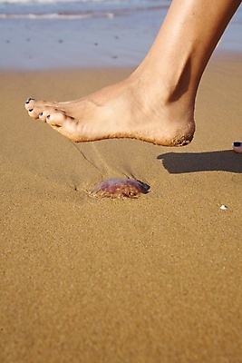 포토 JPG 해외이미지 동물 지구 야생동물 모래 바다 손가락 맨발 발 자연 휴가 어류 서기 해변 사람없음 여름 갈색 보라색 산책 독약 위험 피부 질감 언론 광택 젤리 밟기 해파리 단계 찌르기 니스 동물상 땅바닥 벌거벗은 양발 해외포토 손 계절 컬러 컨셉 모션 휴식 디저트 바닥 신체부위 조형물 수중동물 자포동물 생태계 파일형식 음식 미술 사람 문화예술 이미지허브