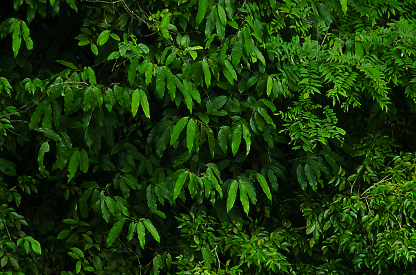 포토 JPG 해외이미지 나무 식물 계절 공원 꽃 아시아 도로 여행 백그라운드 잎 자연 산 안테나 사람없음 야외 목재 초록색 빛 햇빛 평화 환경 봄 안개 신선 숲 열대우림 내추럴 양치류 해외포토 공공시설 나라 길 컬러 컨셉 재료 통신 교통시설 날씨 태양 생태계 파일형식 이미지허브