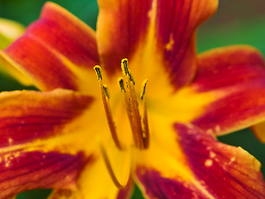 포토 JPG 해외이미지 식물 공원 꽃잎 꽃 꽃다발 백그라운드 잎 꽃무늬 밭 오렌지 자연 추상 사랑 미술 사람없음 야외 장식 빨간색 초록색 컬러풀 뷰티 정원 봄 벚꽃 축하 신선 개화 묘사 원예 아로마 꽃가루 진홍색 깊이 꽃수술 단아함 해외포토 계절 공공시설 감정 컬러 컨셉 무늬 농업 과일 문화예술 취미 가루 생태계 파일형식 이미지허브