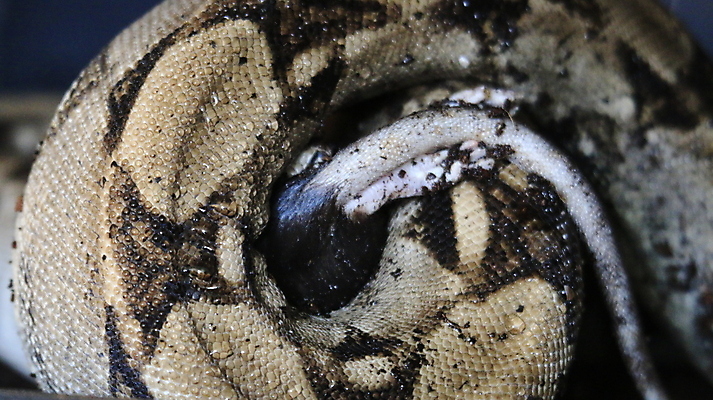 포토 JPG 해외이미지 동물 한마리 야생동물 클리핑패스 분홍색 백그라운드 패턴 곡선 파충류 자연 동물원 종류 경고 사람없음 야외 아웃포커스 가로 초록색 반려동물 컬러풀 뷰티 갈색 검은색 뱀 닫기 위험 열대우림 피부 눈금 생물학 육식동물 멸종 브라질 기어가기 아마존 이국적 코스타리카 해외포토 1 교육 선 컬러 컨셉 무늬 모션 촬영기법 신체부위 남아메리카 중앙아메리카 숲 생태계 파일형식 이미지허브