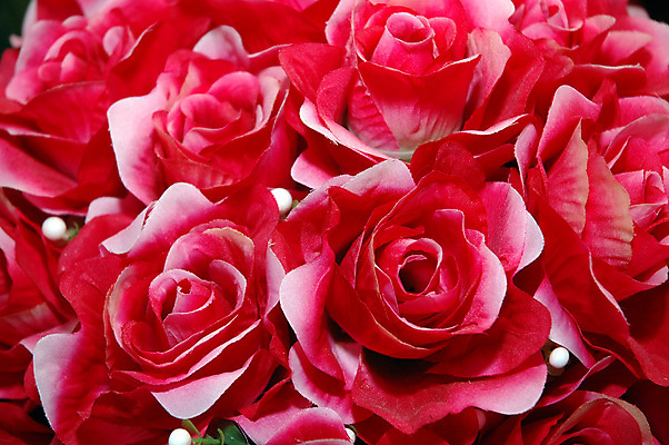 포토 JPG 해외이미지 모양 식물 기념일 꽃잎 꽃 꽃다발 결혼 백그라운드 꽃무늬 패턴 자연 벽지 결혼식 휴가 기념 발렌타인데이 선물 사랑 사람없음 빨간색 뷰티 장미 귀여움 정원 보라색 축제 낭만 벚꽃 축하 신선 개화 다발 심볼 질감 향기 냄새 열정 부드러움 약혼 내추럴 진짜 해외포토 감정 컬러 컨셉 무늬 데이이벤트 이벤트 감각 생태계 약속 파일형식 이미지허브