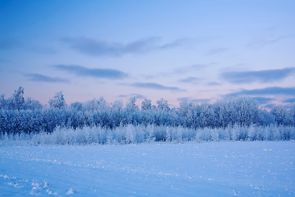 포토 JPG 해외이미지 나무 계절 백그라운드 겨울 자연 하늘 풍경 사람없음 야외 목재 파란색 뷰티 냉동 얼음 추위 흰색 시골 눈송이 숲 12월 서리 장면 1월 눈내림 해외포토 자연요소 식물 컬러 재료 눈_날씨 날짜 생태계 파일형식 이미지허브
