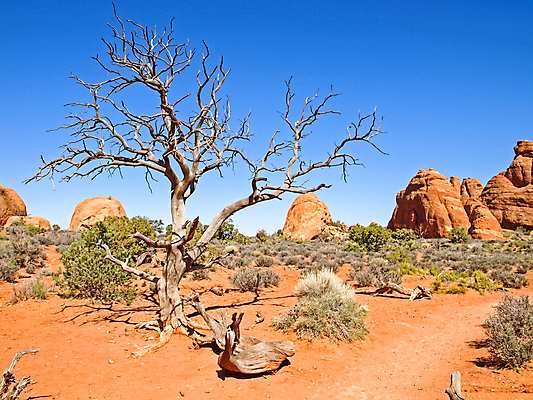 포토 JPG 해외이미지 응시 공원 상징 여행 창문 자연 하늘 산 사람없음 야외 빨간색 강 탑 골짜기 계곡 미국 산책 사막 시골 황무지 큼 부식 아치 사암 내추럴 서쪽 전국 지질학 해외포토 건축물 시선 공공시설 교육 컬러 북아메리카 휴식 돌_바위 크기 방향 생태계 파일형식 이미지허브