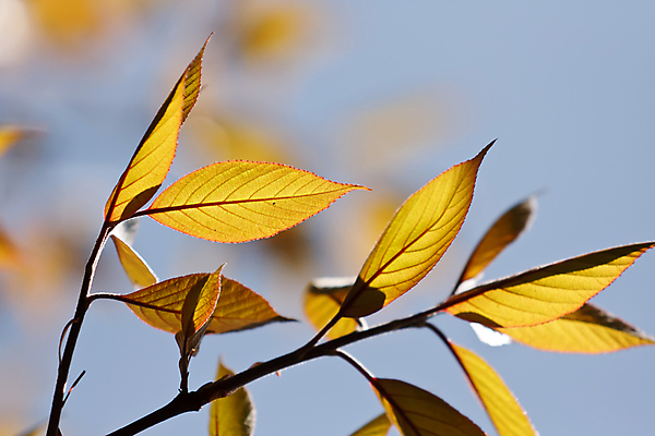 포토 JPG 해외이미지 나무 식물 디자인 계절 공원 백그라운드 컨셉 단풍 잎 캐나다 꽃무늬 패턴 자연 사람없음 야외 목재 장식 빨간색 초록색 빛 햇빛 태양 뷰티 노란색 환경 줄무늬 활발 가을 나뭇가지 신선 변화 황금 숲 오브젝트 질감 모음 내추럴 엘리먼트 해외포토 자연요소 공공시설 꽃 컬러 북아메리카 무늬 재료 생태계 파일형식 이미지허브