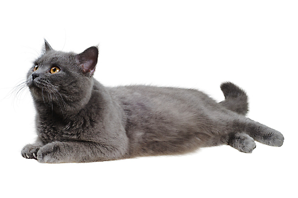 포토 JPG 해외이미지 동물 응시 백그라운드 포유류 영국 친절 수염 털 사람없음 파란색 반려동물 머리카락 회색 보행로 왼쪽 솜털 거짓말 고립 기르기 러시아인 유래 버미즈 해외포토 서양인 시선 유럽 길 컬러 머리 고양이 방향 돌봄 파일형식 이미지허브