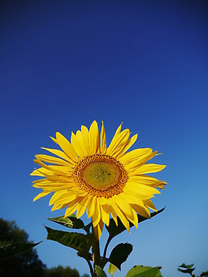 포토 JPG 해외이미지 주간 하늘 해바라기 풍경 사람없음 야외 여름 해외포토 자연요소 계절 꽃 파일형식 이미지허브