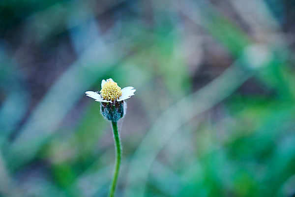 포토 JPG 해외이미지 꽃 백그라운드 밭 농업 자연 풍경 사람없음 초록색 여름 컬러풀 햇빛 갈색 노란색 정원 황혼 봄 새벽 활발 손상 들꽃 성장 시골 신선 얼룩 닫기 낟알 밀 허브 데이지 결 길가 수레국화 그리너리 해외포토 자연요소 식물 계절 산업 컬러 컨셉 무늬 모션 곡류 태양 일몰 생태계 파일형식 트랜드컬러 이미지허브