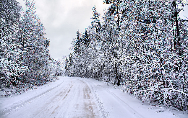 포토 JPG 해외이미지 나무 길 겨울 자연 사람없음 야외 눈 숲 가로수 해외포토 자연요소 식물 계절 날씨 생태계 파일형식 이미지허브