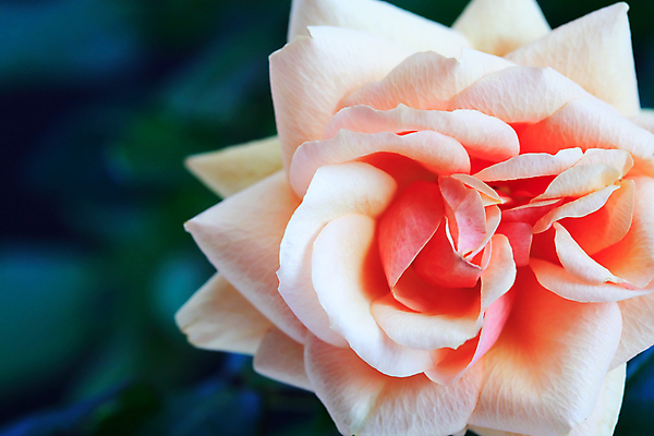 포토 JPG 해외이미지 식물 꽃잎 꽃 잎 자연 휴가 친절 사람없음 뷰티 장미 원예 해외포토 취미 생태계 파일형식 이미지허브