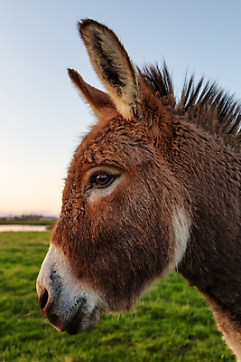 포토 JPG 해외이미지 동물 응시 얼굴 백그라운드 밭 농업 포유류 자연 털 사람없음 농장 갈색 머리 흰색 시골 닫기 당나귀 고립 밭일 초식 해외포토 시선 산업 컬러 모션 신체부위 말_동물 생태계 파일형식 이미지허브