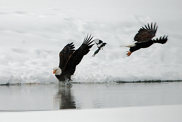 포토 JPG 해외이미지 주간 야생동물 세마리 사람없음 야외 독수리 까치 흰머리독수리 해외포토 자연요소 동물 조류 3 파일형식 이미지허브