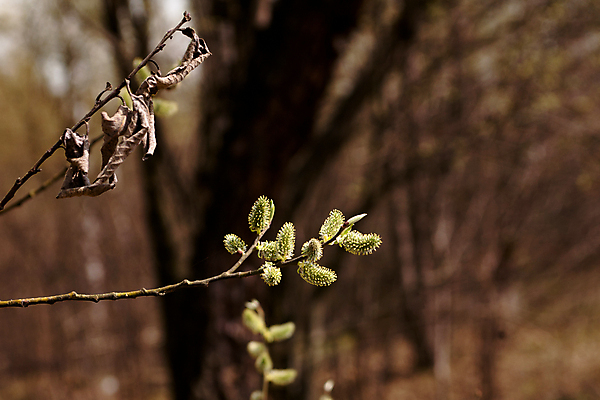 포토 JPG 해외이미지 나무 식물 꽃 자연 사람없음 야외 가로 초록색 햇빛 갈색 노란색 맑음 봄 숲 버드나무 땅바닥 떠남 해외포토 계절 컬러 모션 날씨 바닥 태양 생태계 파일형식 이미지허브