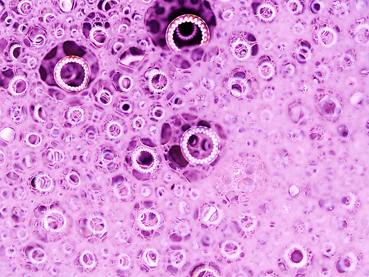 포토 JPG 해외이미지 접시 물결 음료 분홍색 백그라운드 컨셉 패턴 자연 벽지 추상 따뜻함 건강 사람없음 물 빛 목욕 거품 흐름 에너지 물방울 신선 반지 투명 액체 붓기 떨어짐 위생 빨래 매끈함 시원함 갈증 세제 싱크대 질감 부드러움 비누 무료 위생관리 해외포토 자연요소 식기 컬러 가사 무늬 장신구 모션 관리 위생용품 청결 감각 개수대 생태계 파일형식 이미지허브