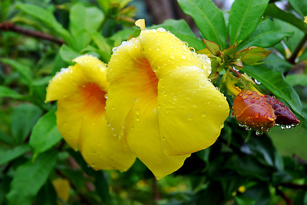 포토 JPG 해외이미지 식물 디자인 꽃잎 꽃 행복 아시아 백그라운드 잎 꽃무늬 농업 자연 선물 사람없음 장식 농작물 뷰티 노란색 평화 정원 낭만 수확 벚꽃 종 물방울 신선 이슬 빗방울 관목 향기 트럼펫 부드러움 포도나무 내추럴 엘리먼트 해외포토 나무 감정 나라 산업 컬러 컨셉 무늬 감각 비_날씨 과일나무 금관악기 생태계 냄새 파일형식 이미지허브