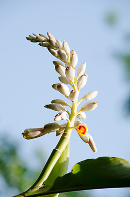 포토 JPG 해외이미지 나무 식물 꽃잎 꽃 분홍색 잎 꽃무늬 밭 태국 자연 하늘 사람없음 야외 환경 정원 봄 나뭇가지 난초 닫기 숲 보케 해외포토 계절 아시아 컬러 무늬 농업 모션 생태계 파일형식 이미지허브