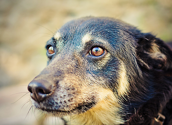 포토 JPG 해외이미지 동물 응시 새끼 털 안전 사람없음 야외 반려동물 양치기 개 강아지 보호 작음 경계 송곳니 기르기 동반자 유래 해외포토 직업 시선 컨셉 포유류 치아 크기 돌봄 파일형식 이미지허브