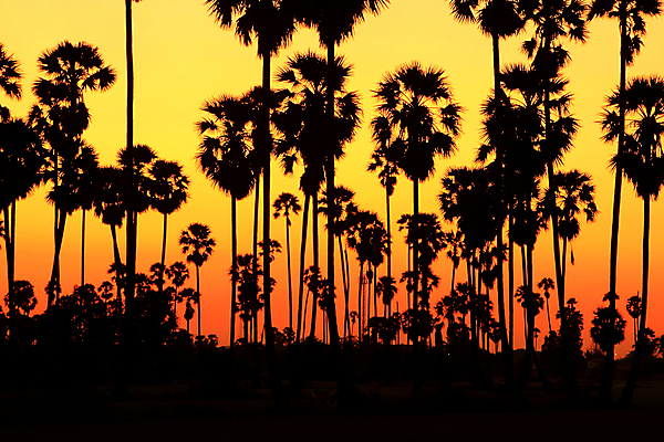 포토 JPG 해외이미지 나무 실루엣 바다 여행 컨셉 오렌지 태국 자연 하늘 휴가 손바닥 사람없음 빨간색 컬러풀 노란색 침묵 황혼 일몰 새벽 산호 저녁 휴양지 코코넛 석호 이국적 파라다이스 해외포토 자연요소 식물 손 아시아 컬러 과일 촬영기법 노을 소리 장소 자포동물 야간 생태계 파일형식 이미지허브