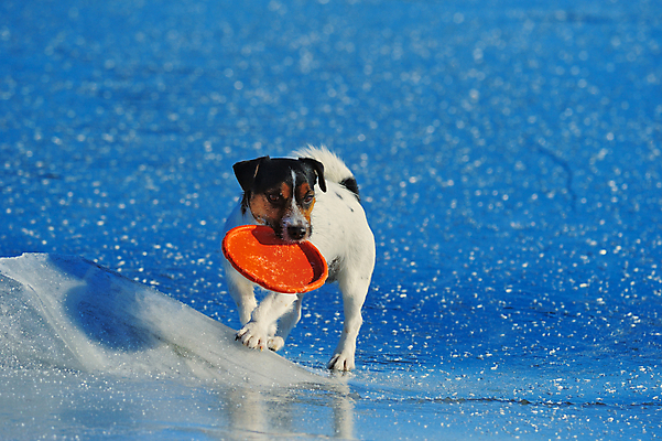 포토 JPG 해외이미지 주간 한마리 반려견 사람없음 야외 반려동물 산책 강아지 원반 잭러셀테리어 해외포토 자연요소 동물 1 스포츠용품 휴식 개 테리어 파일형식 이미지허브