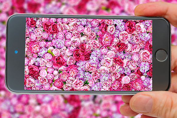 포토 JPG 해외이미지 클립아트 식물 디자인 꽃 선 분홍색 꽃다발 백그라운드 꽃무늬 패턴 일러스트 자연 벽지 추상 미술 사람없음 그래픽 장식 빨간색 초록색 여름 컬러풀 뷰티 유행 수확 벚꽃 직물 우아함 바느질 천 배열 그림 질감 수공예 해외포토 계절 컬러 컨셉 무늬 농업 문화예술 공예 생태계 파일형식 이미지허브