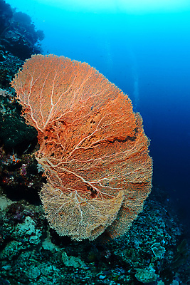 포토 JPG 해외이미지 동물 야생동물 바다 섬 태국 자연 따뜻함 어류 사람없음 초록색 물 파란색 컬러풀 뷰티 바닷속 수중 수영 부채 산호 거북이 잠수부 아래 다이빙 지느러미 암초 수족관 말레이시아 깊이 해외포토 자연요소 아시아 컬러 파충류 수중동물 수상스포츠 자포동물 전문직 방향 생태계 위치 수중스포츠 파일형식 이미지허브