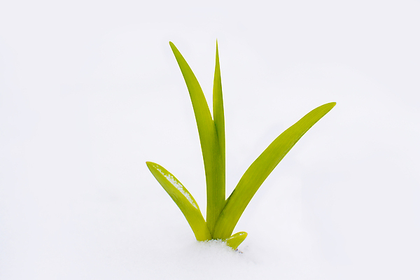 포토 JPG 해외이미지 식물 선 조각 백그라운드 컨셉 겨울 자연 불꽃 풍경 사람없음 야외 가로 초록색 뷰티 새싹 침묵 봄 활발 성장 흰색 시골 신선 선택 부드러움 솜털 내추럴 줄서기 헌병 전경 해외포토 계절 컬러 모션 불 소리 군인 감각 생태계 파일형식 탑뷰 이미지허브