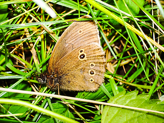 포토 JPG 해외이미지 식물 동물 꽃 야생동물 나비 곤충 백그라운드 잎 패턴 밭 오렌지 자연 추상 앉기 사람없음 야외 초록색 파란색 빛 컬러풀 뷰티 정원 검은색 봄 줄무늬 활발 흰색 큼 눈금 시트 내추럴 미루나무 아마존 취급주의 해외포토 나무 계절 컬러 컨셉 무늬 농업 과일 모션 경고 크기 생태계 파일형식 이미지허브
