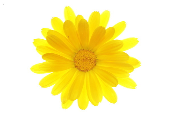 포토 JPG 해외이미지 식물 꽃잎 꽃 백그라운드 꽃무늬 자연 사람없음 뷰티 노란색 봄 벚꽃 흰색 개화 우아함 데이지 꽃가루 내추럴 고립 해외포토 계절 컬러 컨셉 무늬 가루 생태계 파일형식 이미지허브