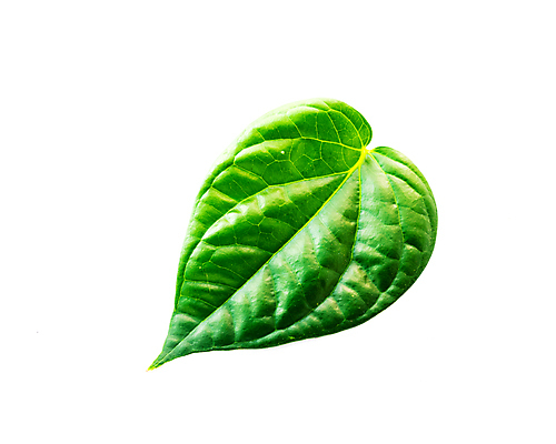 포토 JPG 해외이미지 식물 전통 종교 문화 음식 백그라운드 잎 채소 재료 자연 건강 요리 동양인 사람없음 초록색 약 흰색 하트 신선 달콤 맛 먹기 허브 향신료 유기농 날것 향 상록수 바질 중독 내추럴 고립 해외포토 모양 웰빙 컬러 컨셉 의학 모션 인종 생태계 향미료 파일형식 이미지허브