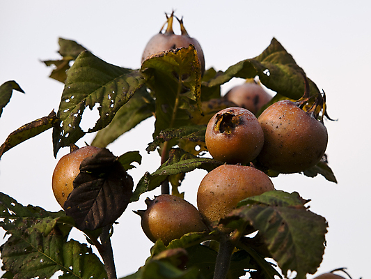 포토 JPG 해외이미지 나무 식물 꽃 잎 과일 자연 사람없음 초록색 정원 나뭇가지 맛 사과 해외포토 컬러 컨셉 생태계 파일형식 이미지허브