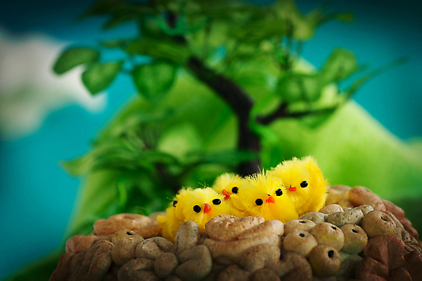 포토 JPG 해외이미지 동물 계절 꽃 행복 백그라운드 컨셉 농업 날개 조류 하늘 휴가 부활절 생물 털 병아리 잔디 사람없음 장식 초록색 파란색 컬러풀 노란색 계란 맑음 치킨 봄 축하 아기 그리기 달콤 볏짚 작음 모피 깃털 옷입기 솜털 수탉 생존 해외포토 식물 기념일 감정 산업 컬러 모션 날씨 사람 알 닭 맛 짚 크기 수컷 닭고기요리 파일형식 이미지허브