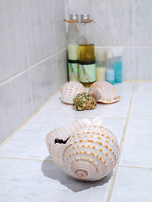 포토 JPG 해외이미지 동물 라이프스타일 백그라운드 컨셉 신체 자연 조개 휴식 연체동물 나선형 건강 사람없음 물 세트 뷰티 약 스파 화목 목욕 화장품 욕실 껍질 흰색 신선 마사지 그룹 고급 소라 수집 크림 순수 오브젝트 비누 아로마테라피 테라피 내추럴 돌봄 위생관리 해외포토 자연요소 컬러 무늬 의학 모션 어패류 무척추동물 관리 생활 위생용품 청결 생태계 파일형식 이미지허브