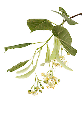 포토 JPG 해외이미지 식물 꽃 줄기 잎 사람없음 초록색 나뭇가지 신선 약초 허브 흰배경 라임 해외포토 나무 컬러 백그라운드 과일 흰색 풀_식물 파일형식 이미지허브