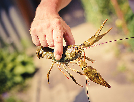 포토 JPG 해외이미지 동물 전통 손 자연 생물 안테나 갑각류 사람없음 여름 식사 닫기 가재 바닷가재 묘사 사냥꾼 암 기어가기 동물상 몬스터 민물 이국적 생존 해외포토 직업 계절 통신 모션 신체부위 조형물 질병 생태계 파일형식 이미지허브